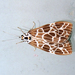 Galtara reticulata - Photo (c) arakso, μερικά δικαιώματα διατηρούνται (CC BY-NC), uploaded by arakso