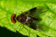 Chrysopilus quadratus