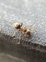 Lasius niger