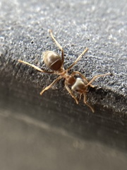 Lasius niger