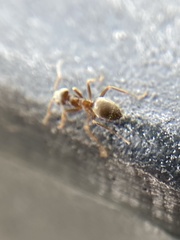 Lasius niger
