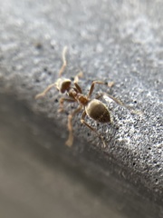 Lasius niger