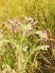 Cirsium palustre