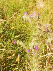 Cirsium palustre