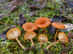 Contumyces vesuvianus