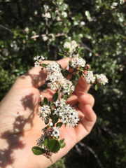 Ceanothus megacarpus megacarpus