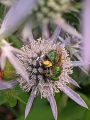 Agapostemon