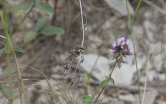 Anthidium loti