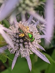 Agapostemon
