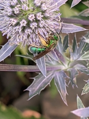 Agapostemon