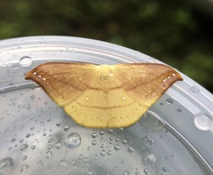 Tridrepana argentistriga