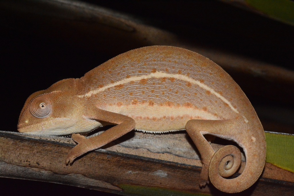 Smooth Chameleon