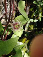 Passiflora rubra