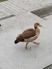 Alopochen aegyptiaca