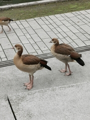 Alopochen aegyptiaca