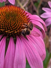 Megachile