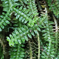 Dichaea neglecta
