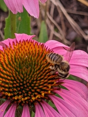 Megachile