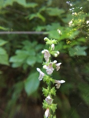 Stachys nuttallii