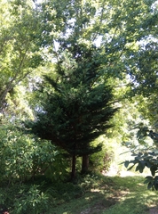 Cupressus × leylandii