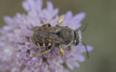 Trachusa