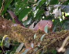 Heliosciurus rufobrachium