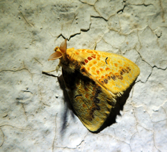 Mylantria xanthospila