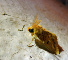 Mylantria xanthospila