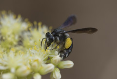 Andrena agilissima