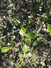 Ceanothus megacarpus megacarpus