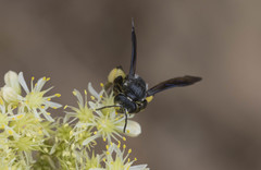 Andrena agilissima