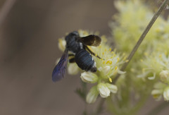 Andrena agilissima