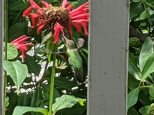 Ruby-throated Hummingbird photographed in Maryland