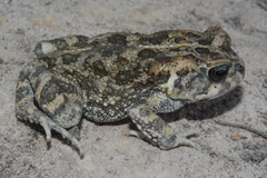 Sclerophrys gutturalis