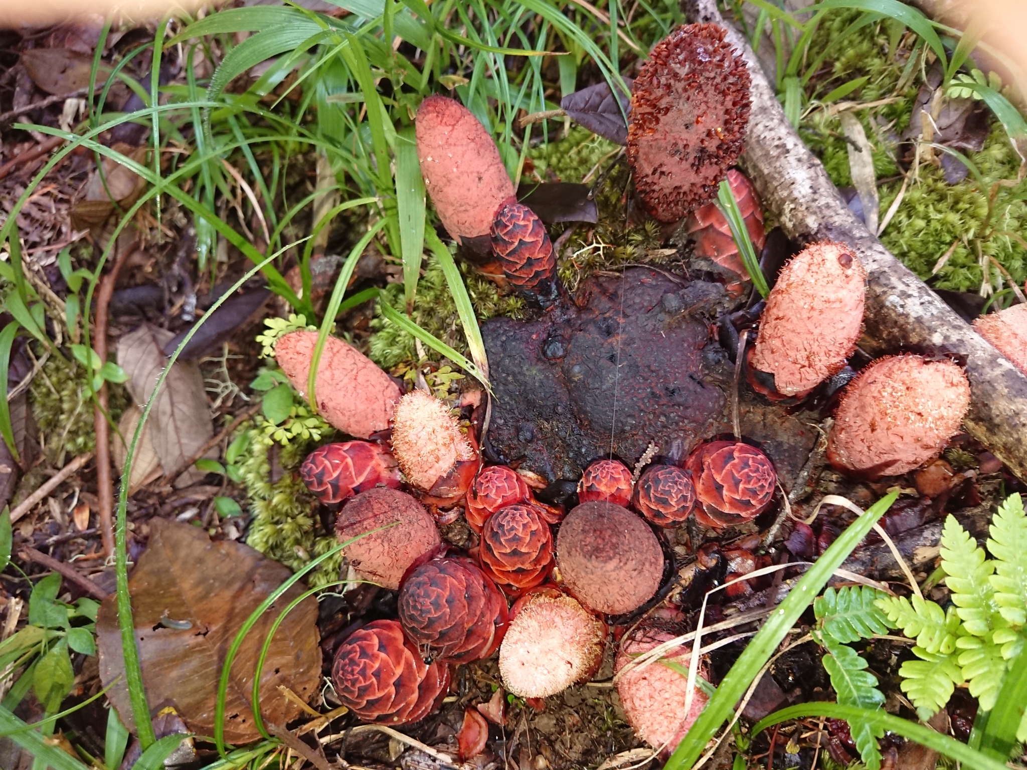 Scybalium jamaicense