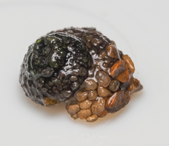 Helicopsyche borealis