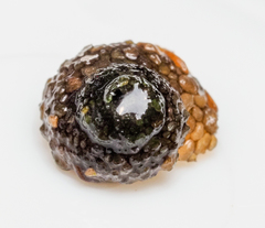 Helicopsyche borealis