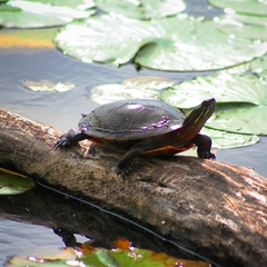 Chrysemys picta marginata
