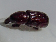 Stereocorynes truncorum