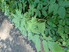 Chaerophyllum aromaticum