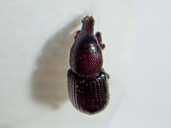 Stereocorynes truncorum