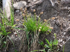Carex sempervirens