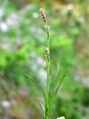 Carex sempervirens