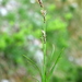 Evergreen Sedge - Photo (c) Wolfgang Jauch, some rights reserved (CC BY), uploaded by Wolfgang Jauch