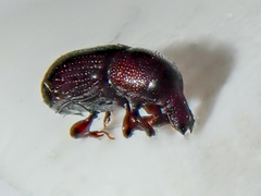 Stereocorynes truncorum