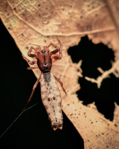 Spined Micrathena, photo 4 of 7