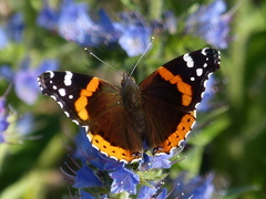 Red Admiral - Photo (c) Stuart Tingley, some rights reserved (CC BY-NC), uploaded by Stuart Tingley