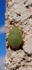 Pentatomoidea