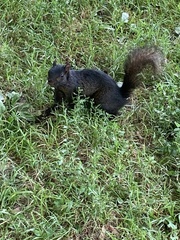 Sciurus carolinensis