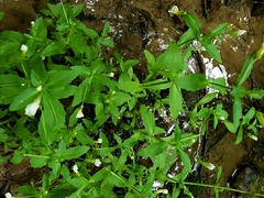 Gratiola floridana